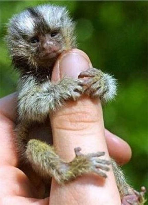 самая маленькая обезьяна