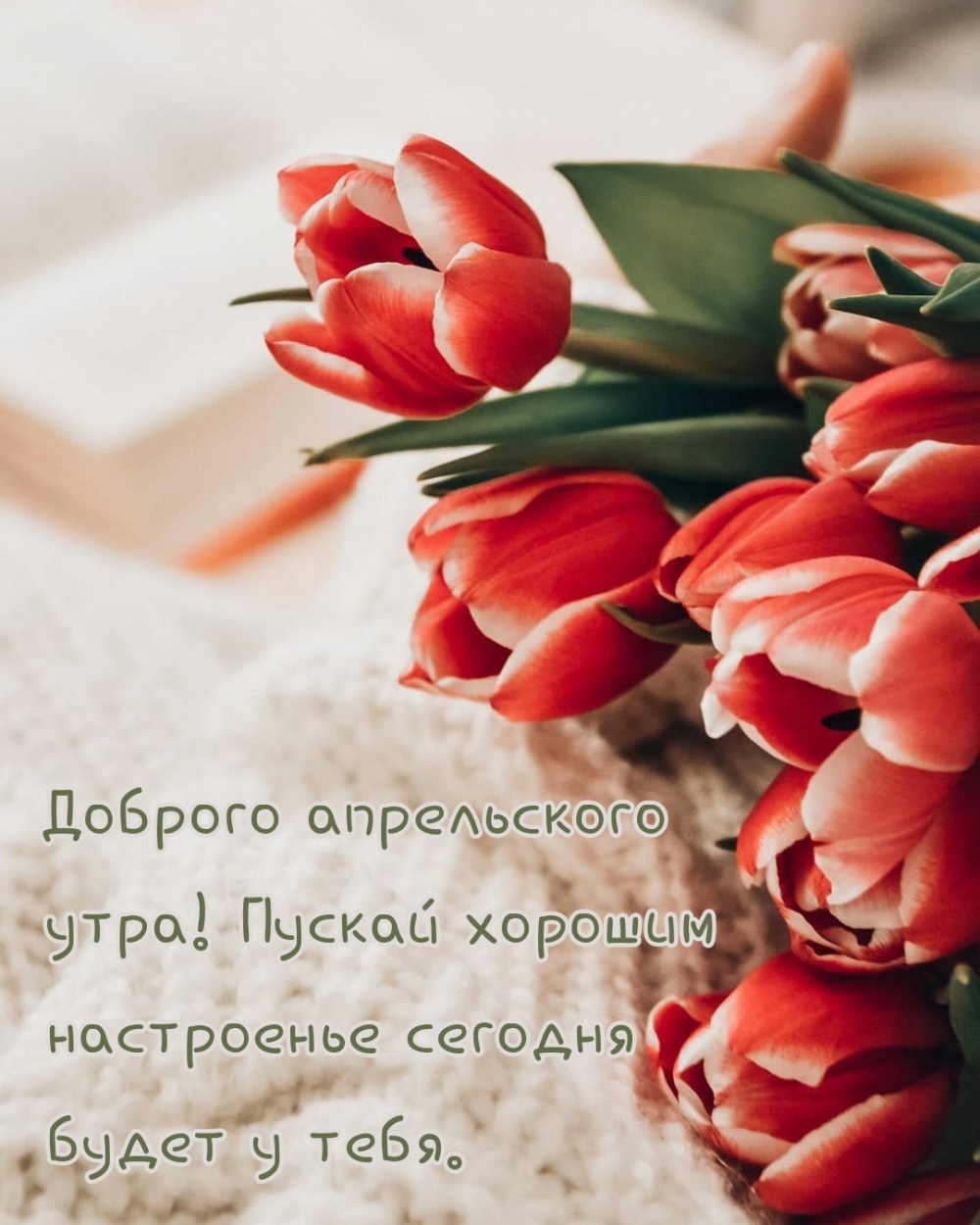 Доброго апрельского утра с красными тюльпанами