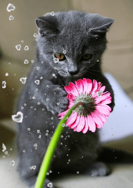 Серенький маленький котенок с цветком!