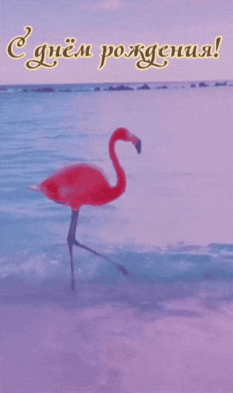 Розовый павлик прогуливается по набережной
