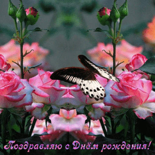 Бабочка на розе
