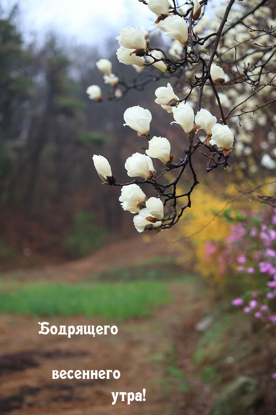 Картинка хорошего весеннего утра