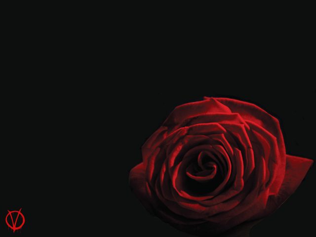 Красная роза на черном фоне.