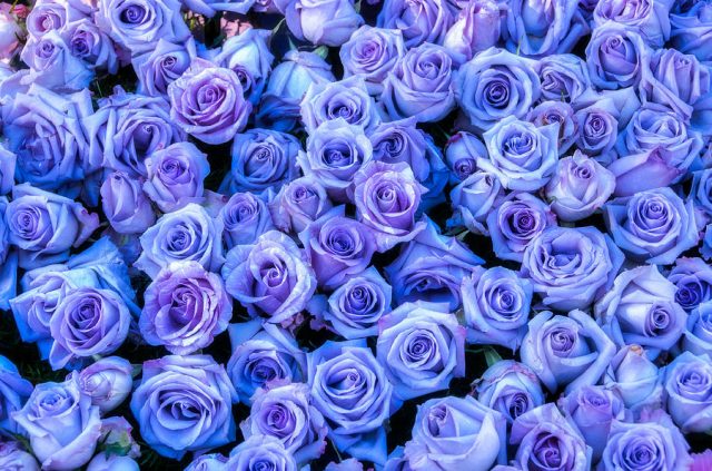 Заставка на рабочий стол голубые розы.