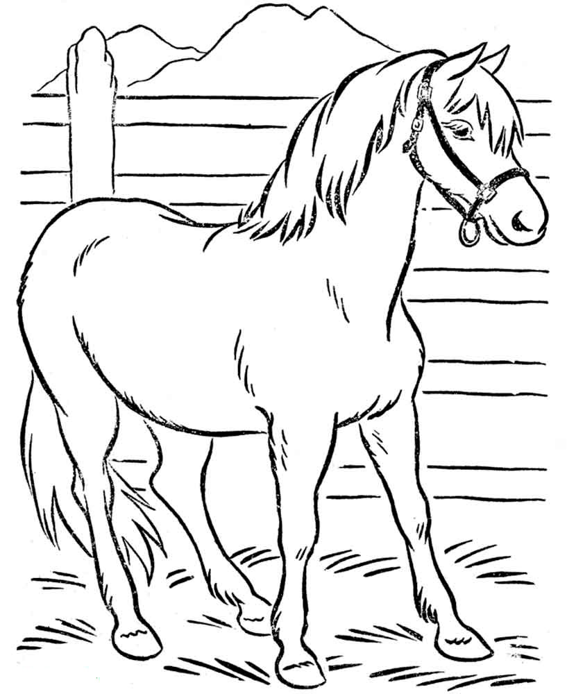 Картинка раскраска красивая лошадь