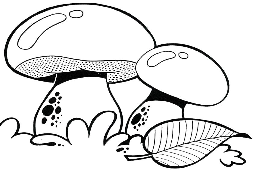 Картинка раскраска два белых гриба