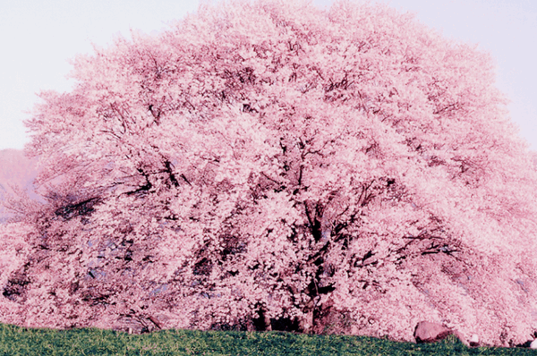 Цветущее дерево.
