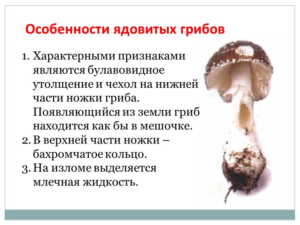 Картинка особенности ядовитых грибов