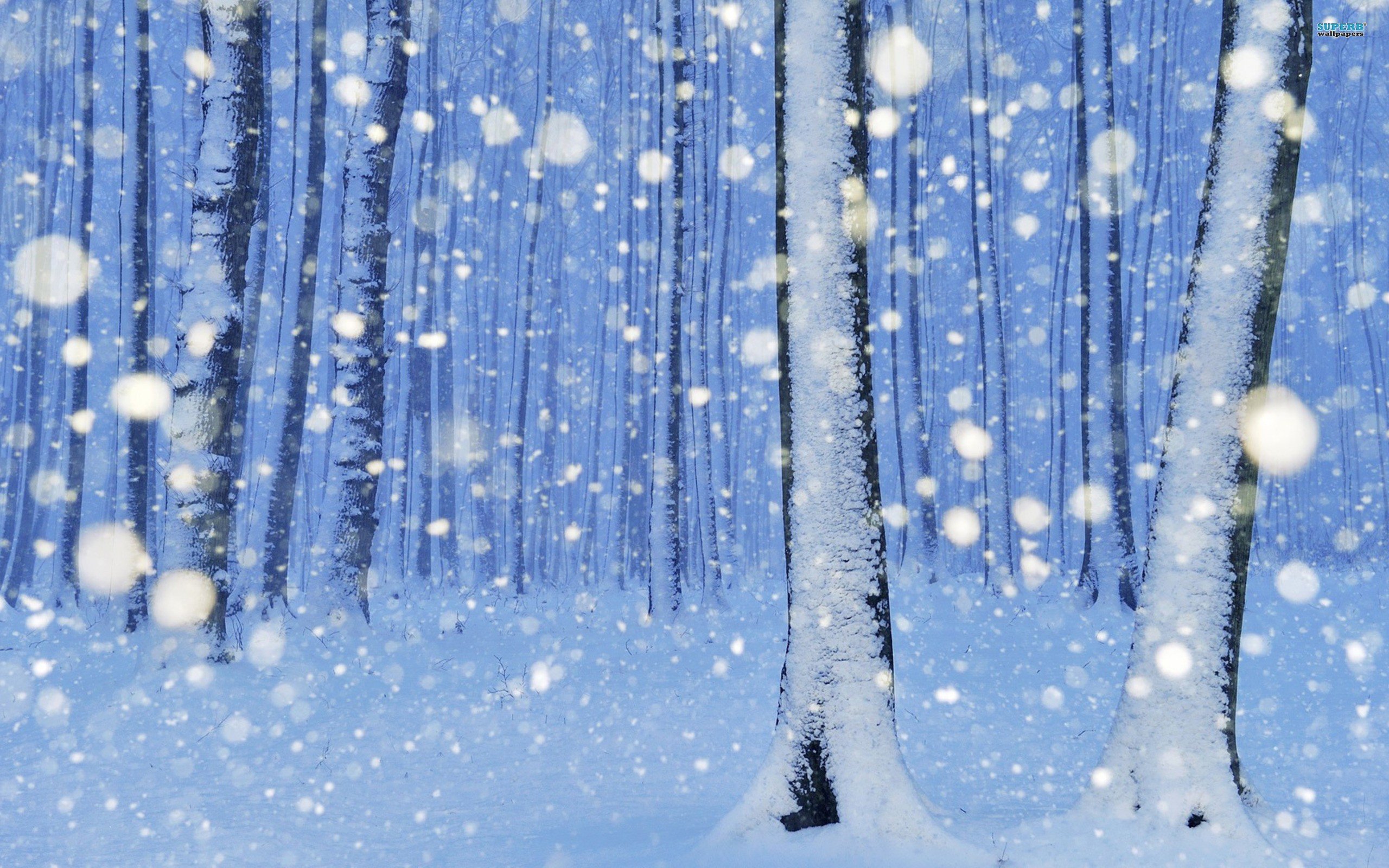 деревья в снегу картинка для детей