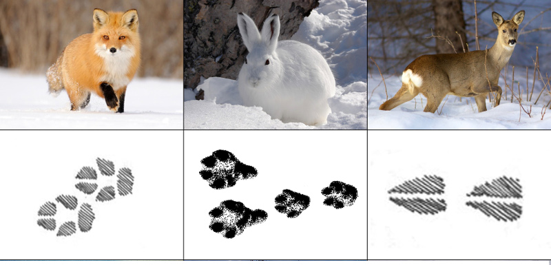 следы зайца на снегу