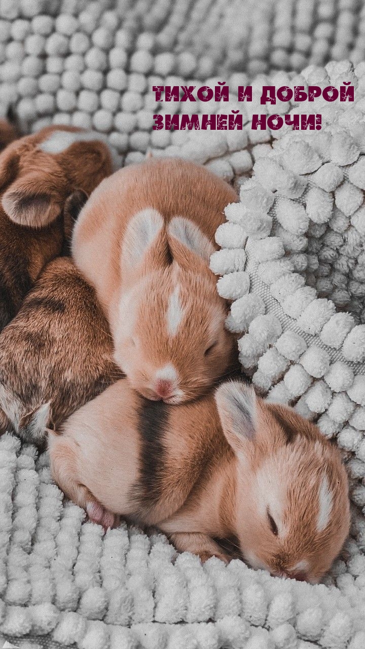 Милые зайчата