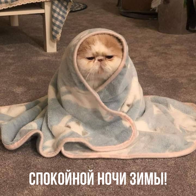 Кот в одеяле!
