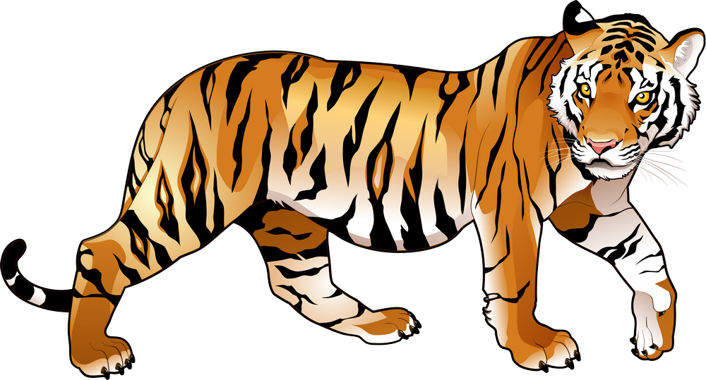 тигр для детей на прозрачном фоне