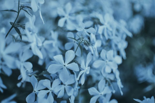 Голубые цветы.