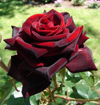Бордовая роза