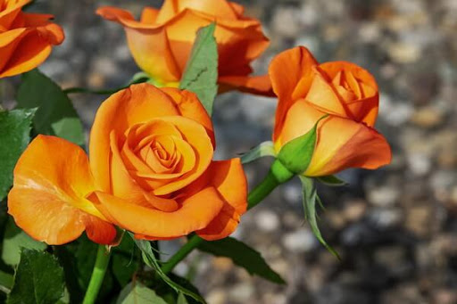 Оранжевые розы