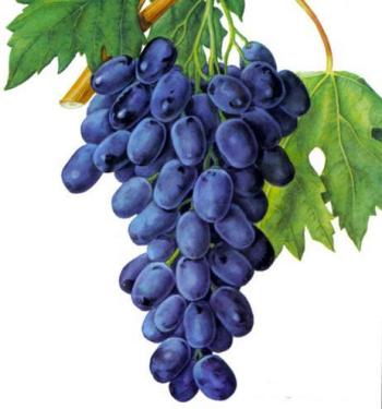 Нарисованный виноград.