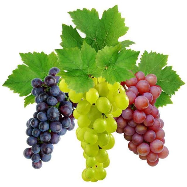 Разноцветный виноград.