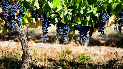 Синий виноград.