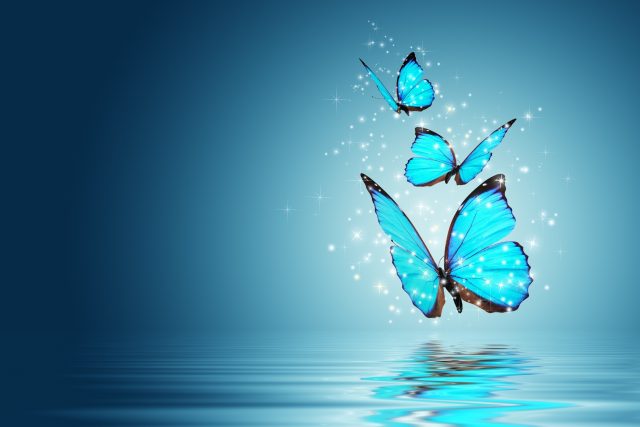 Бабочки, вода.