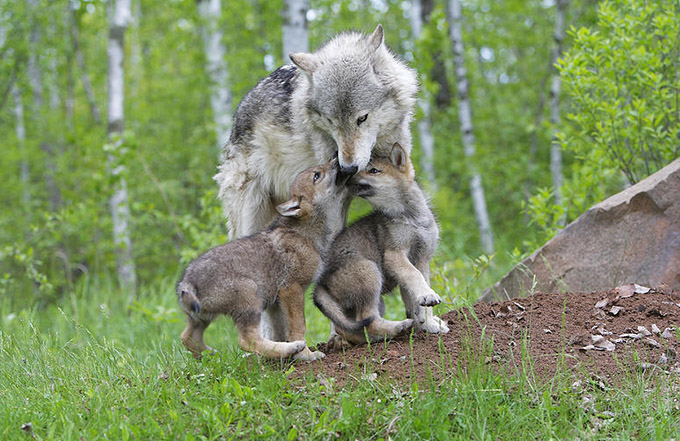 Волчица с волчатами.