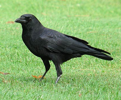 Черная птица на траве.