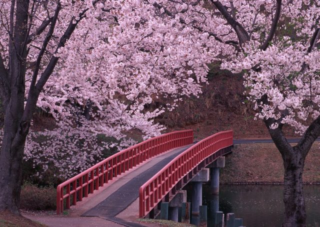 Цветущие розовые деревья и мост