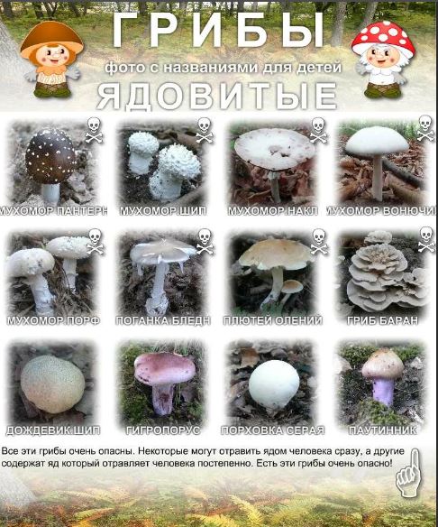 Открытка съедобные грибы