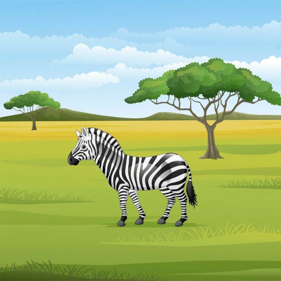 Открытка красивая зебра в прериях