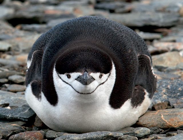 Прикольный пингвин.