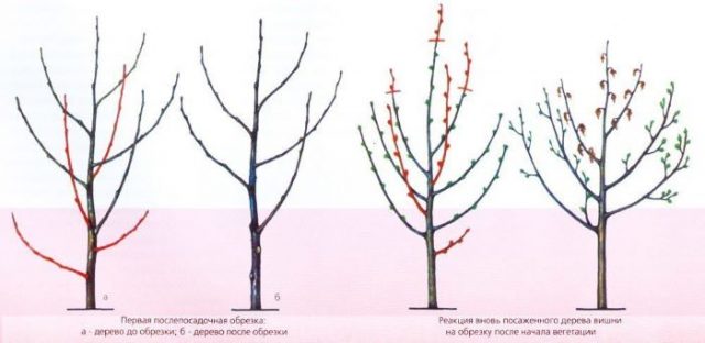 Общие принципы обрезки плодовых деревьев.