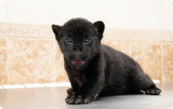 Детеныш черного ягуара.