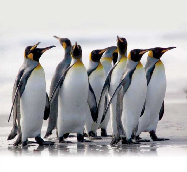Прикольные пингвины на рабочий стол.