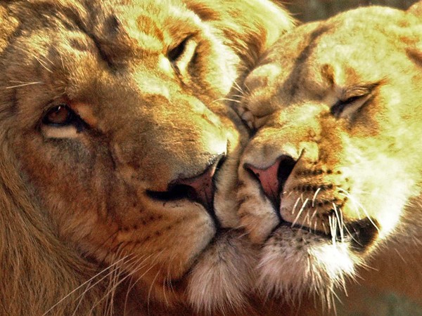 Лев и львица.
