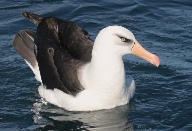 Черноспинный альбатрос.