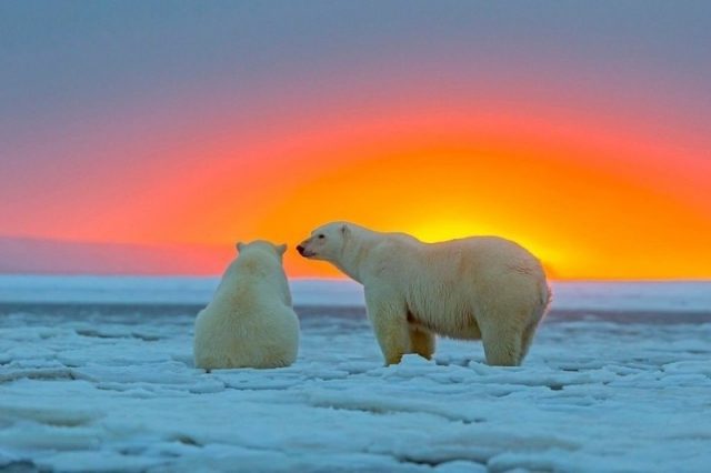 Белые медведи на фоне заката.