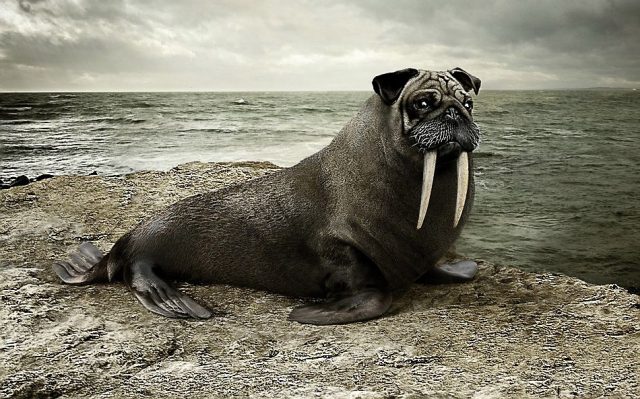 Тюлень-собака.