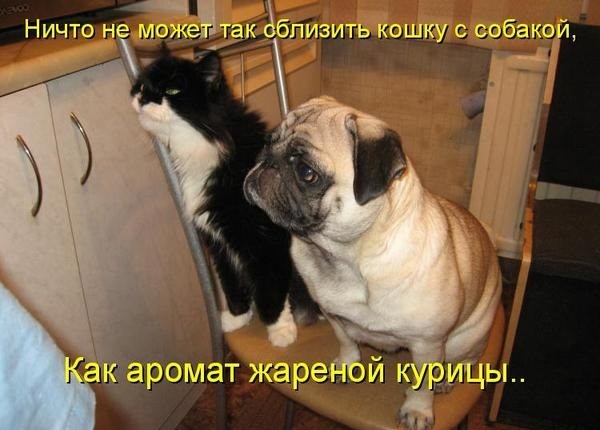 Кошка и собака на стульчике.