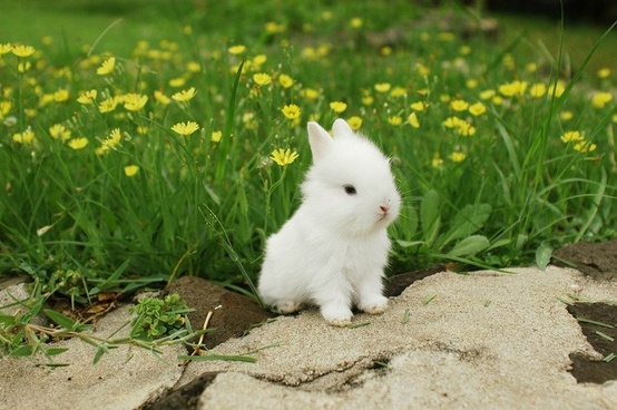 Белый кролик.