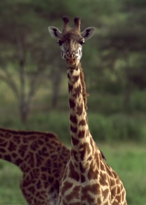 Жираф жует