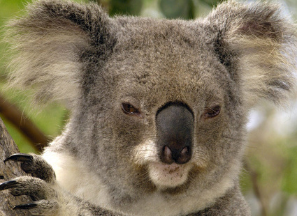 Сонная коала.