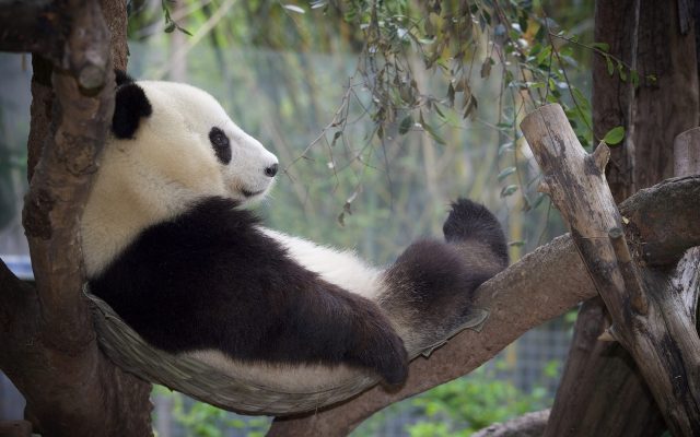 Панда на дереве.