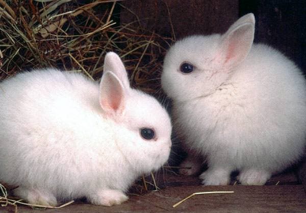 Белые кролики.