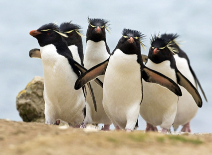 Смешные пингвины.