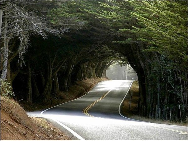 Бамбуковый тоннель.