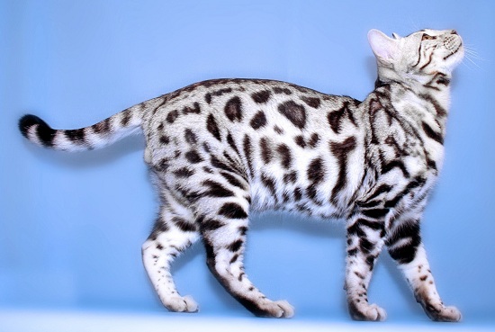 Черно-белый бенгальский кот.