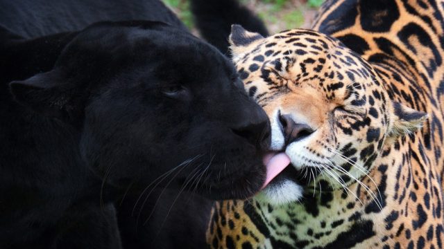 Пантера и леопард.