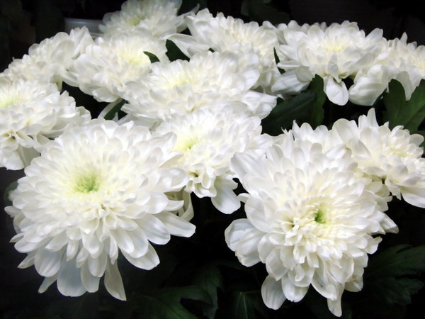 Картинка белые хризантемы.