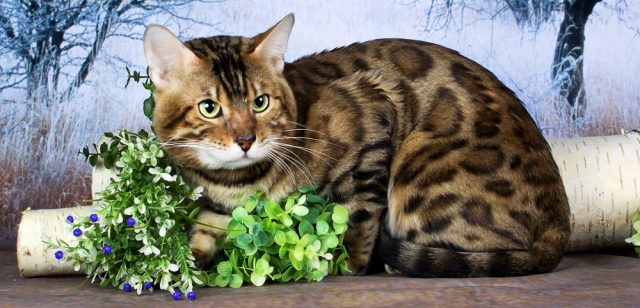 Бенгальский кот, цветы.