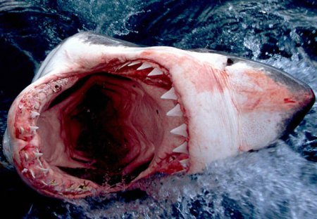 Кровожадная акула.